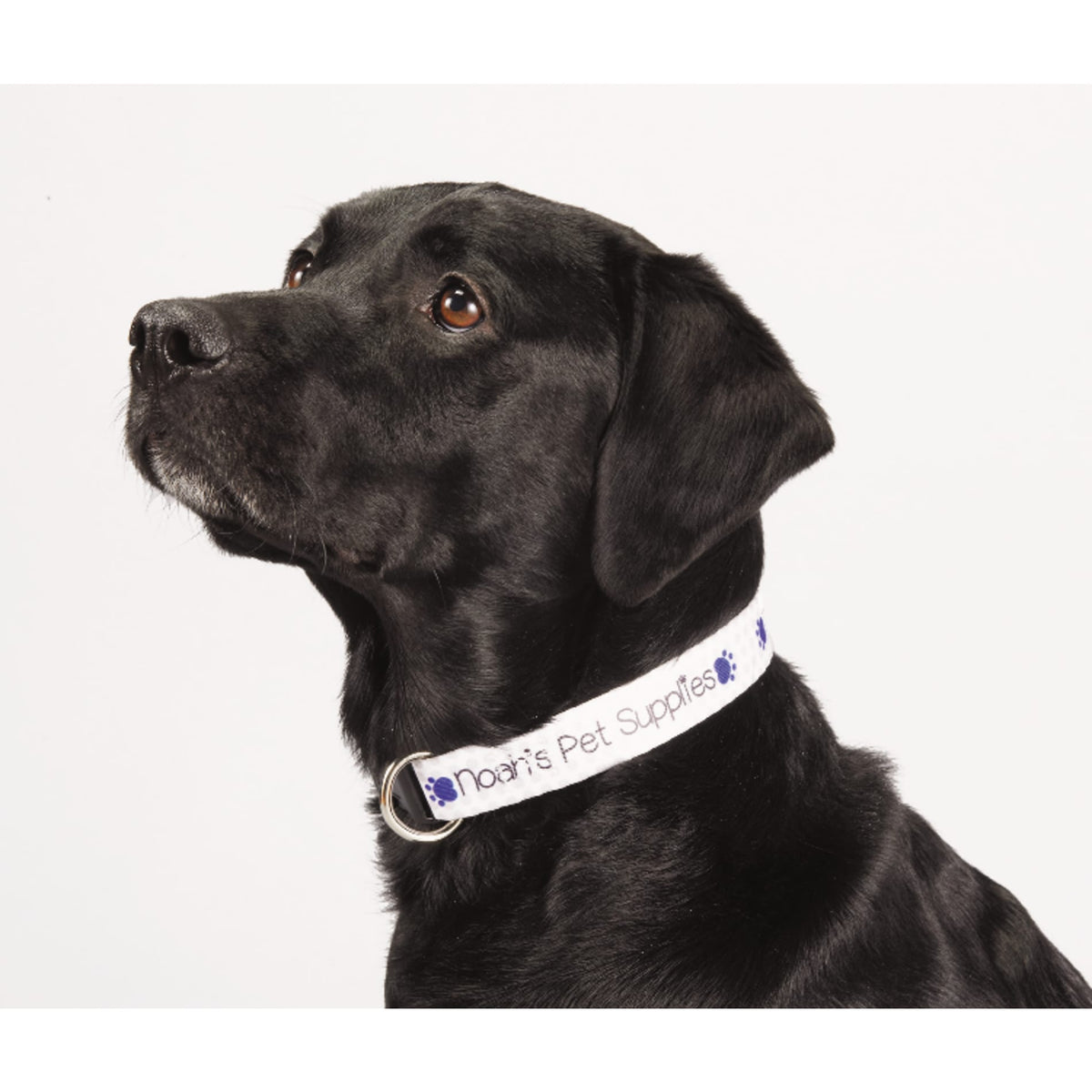 Custom logo Full Color 1" Wide Adjustable Pet Collar